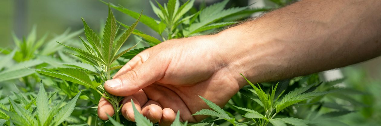 THC Cannabis Products Ready to Buy in the Europe