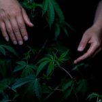 Weed store in Sheffield image_156.jpg