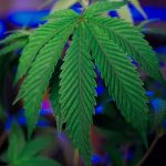 Weed shop in Sintra image_186.jpg