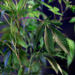 THC weed in Szczecin image_207.jpg