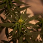 THC weed in Stockholm image_237.jpg