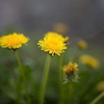 Weed delivery in Madeira image_240.jpg