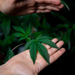 Marijuana delivery in Bern image_253.jpg