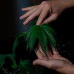 THC weed in Brussels image_254.jpg