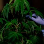 Buy hashish in Poland image_255.jpg