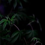 Weed shop in Oxford image_256.jpg