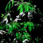 Buy THC vapes in Netherlands image_265.jpg