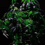 THC weed in Essen image_266.jpg