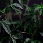 THC weed in Leuven image_306.jpg