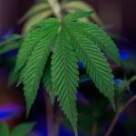 Marijuana store in Estonia image_314.jpg