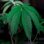 Marijuana store in Krakow image_315.jpg