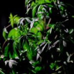 THC weed in Leipzig image_367.jpg