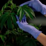 THC weed in Romania image_370.jpg