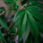 Weed shop in Cardiff image_377.jpg