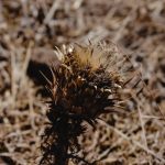 Buy weed in Copenhagen image_414.jpg