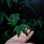 420 shop in Vienna image_446.jpg