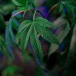 Cannabis delivery in Pozna image_451.jpg