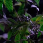 THC weed in Lublin image_454.jpg