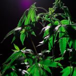 THC vapes delivery in Denmark image_460.jpg