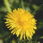 Buy THC vapes in Bern image_510.jpg