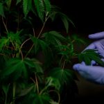 Buy marijuana in Timisoara image_519.jpg