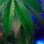 Marijuana delivery in Belgrade image_522.jpg