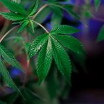 420 store in Berlin image_524.jpg