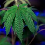 THC vapes delivery in Berlin image_525.jpg