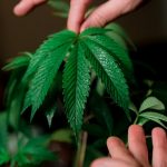 THC weed in Geneve image_526.jpg