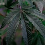 THC vapes delivery in Bologna image_527.jpg