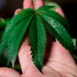 Marijuana shop in Estonia image_528.jpg