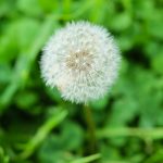 Buy cannabis in Frankfurt image_538.jpg