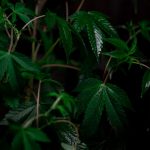 Weed shop in Budapest image_559.jpg