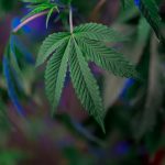 Buy weed in Cologne image_563.jpg