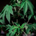 Marijuana delivery in Poland image_602.jpg