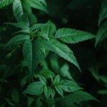 420 shop in Nuremberg image_612.jpg