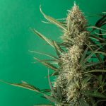 Buy cannabis in Siracusa image_623.jpg