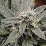 Buy cannabis in Lublin image_634.jpg