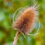 Buy marijuana in Leuven image_645.jpg