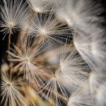 Buy marijuana in Vilnius image_646.jpg