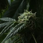 Cannabis delivery in Estonia image_651.jpg