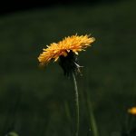 Buy THC vape in Alicante image_659.jpg