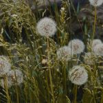 Buy hashish in Nice image_661.jpg