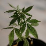 Cannabis delivery in Brno image_663.jpg