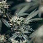 Weed store in Seville image_667.jpg