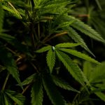 Buy weed in Catania image_668.jpg