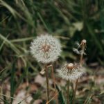 THC vapes delivery in Gent image_693.jpg