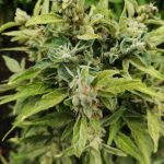 Cannabis delivery in Bilbao image_709.jpg