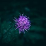 Buy hashish in Bulgaria image_715.jpg