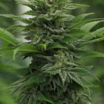 Buy THC marijuana in Karlsruhe image_749.jpg